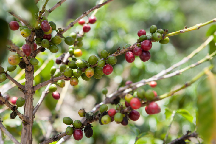 Prognosen zufolge werden sich im Zuge des Klimawandels die Anbaugebiete für Kaffee verschieben. (Bildquelle: © frankazoid/ iStock/ Thinkstock)