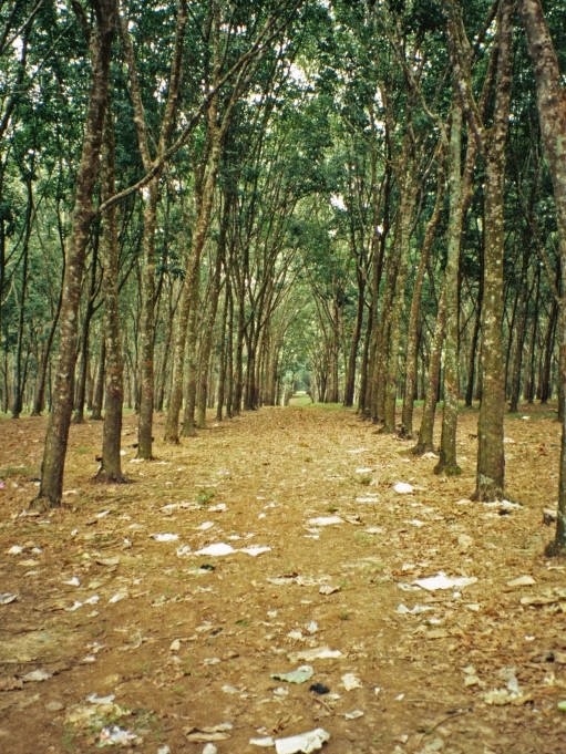 Plantage des Kautschukbaums Hevea brasiliensis.
