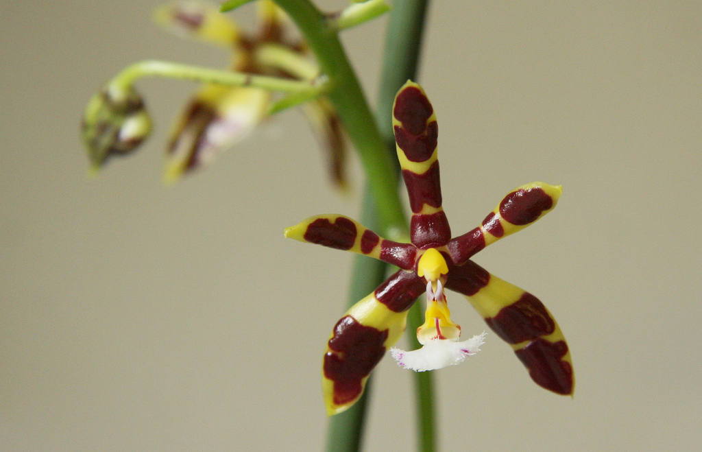Phalaenopsis mannii: Die zu den Nachtfalter-Orchideen gehörige Art verfügt über eine spezielle Art der Photosynthese, den sogenannten Crassulaceen-Säuremetabolismus (CAM-Photosynthese).