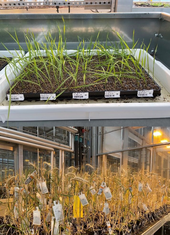 Weizen-Mutanten nach zwei Wochen Wachstum bei 50 ppm CO2 (oben, Beispielschale) und während der Samenreife im Gewächshaus am FZJ-IBG2 (unten). Zu den gemessenen Merkmalen erwachsener Pflanzen gehörten: Sprossbiomasse, Anzahl der Ähren, Samenmasse pro Pflanze und 1.000-Korn-Gewicht.
