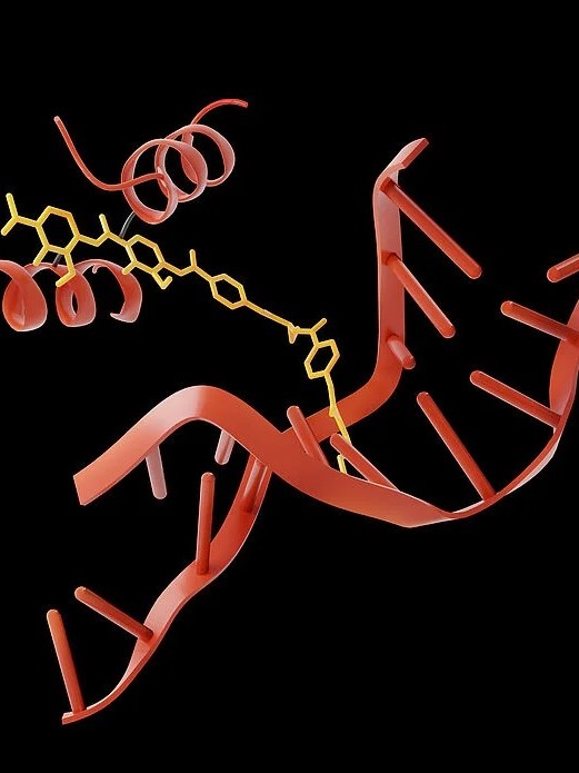 Albicidin (links) dockt an das Enzym Gyrase an (Mitte, in gelb). Dieses ist gerade dabei, die DNA eines Bakteriums (rechts) für einen Kopiervorgang aufzutrennen. Stoppt Albicidin dieses Auftrennen mitten im Prozess, stirbt das Bakterium ab.

