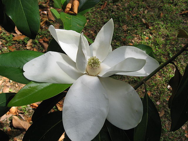 Magnolia grandiflora: Die ursprünglichen, spiralförmigen Blüten haben alle Arten aus der Magnolienfamilie gemein. (Quelle: © Liné1/Wikimedia.org; CC BY-SA 3.0)