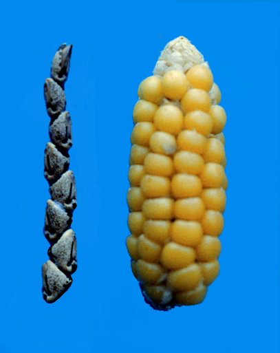 Teosinte (links) neben rekonstruiertem primitivem Mais. Dieser ist das Ergebnis einer Kreuzung von Teosinte mit der Maissorte Argentine pop corn. Diese Ähre ähnelt dem frühesten archäologischen Mais, der im Tal Tehuacán in Mexiko gefunden wurde.