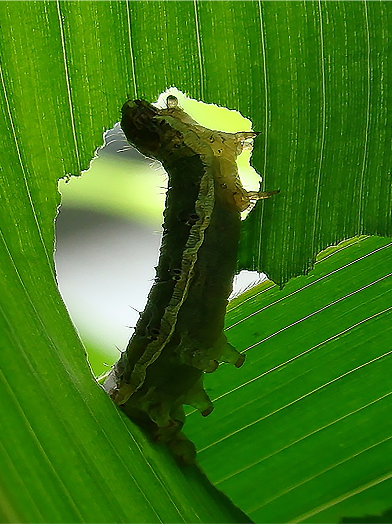 Die Raupen der Falterart Spodoptera frugiperda fressen bevorzugt an den Blättern vom Mais. Sie hinterlassen dort auch Kot, der die Abwehr der Pflanzen austrickst und das Verteidigungsprogramm gegen die gefräßigen Raupen lahmlegt. 