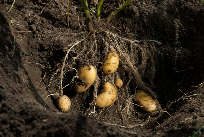 Ein neu identifizierter Erkennungsrezeptor könnte in Nutzpflanzen, wie Kartoffeln, übertragen werden und diese vor Krankheitserregern schützen. (Bildquelle: © imaginatio - Fotolia.com)