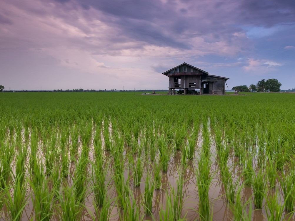 Reis ist gut an Wasserstress angepasst. Lässt sich von ihm lernen? (Bildquelle: © Pexels / Pixabay)
