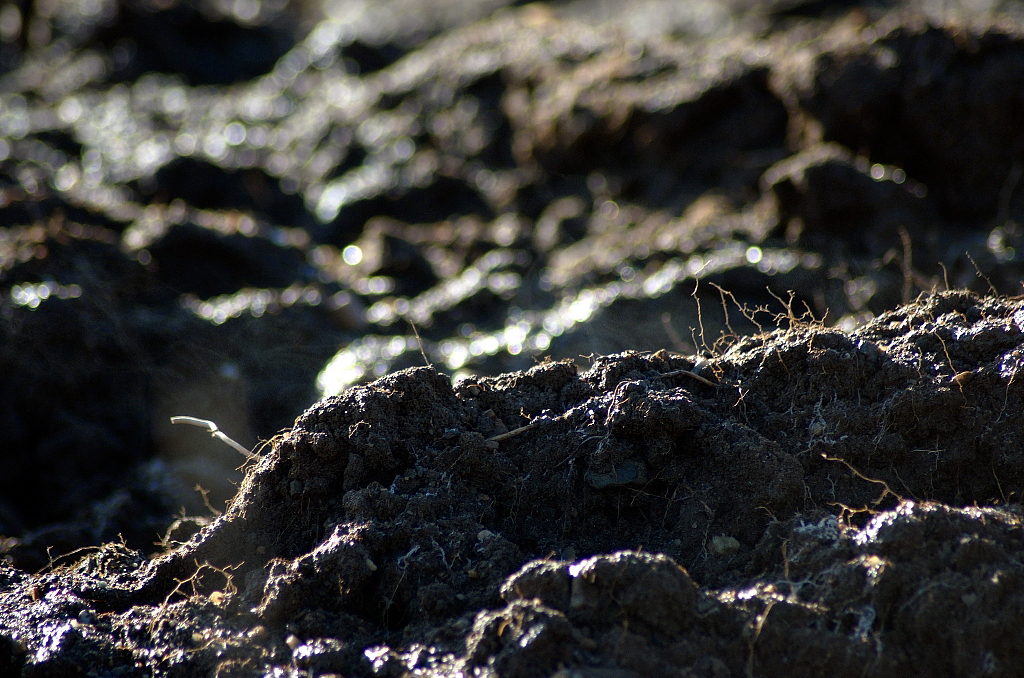 Die oberen 30 cm des Bodens enthalten besonders viel Humus: Die abgestorbene organische Bodensubstanz versorgt Pflanzen mit Nährstoffen, reguliert zudem den Luft- und Wasserhaushalt im Boden. Darüber hinaus dient sie Organismen als Lebensraum. 