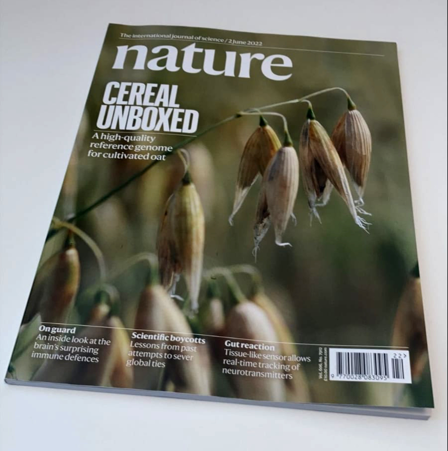 Die Studie zum Hafergenom von Nadia Kamal und Co. schaffte es auf das Cover vom Fachjournal „Nature“. 
