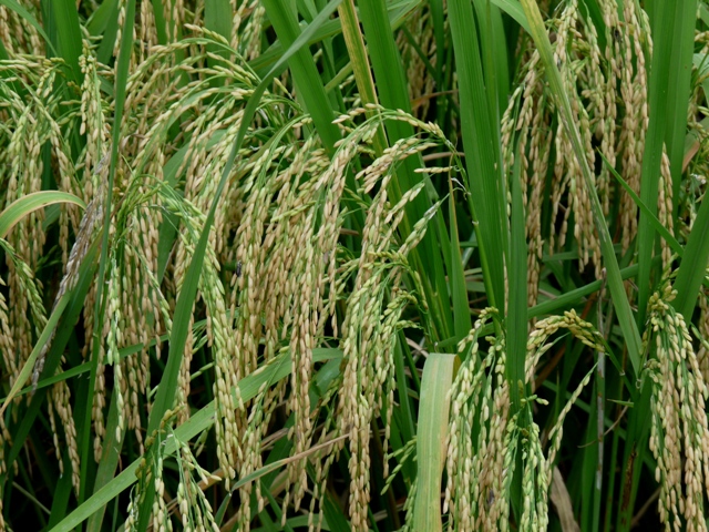 Bedeutendes Grundnahrungsmittel: Im Schnitt isst jeder Asiate etwa 1kg Reis pro Woche (Quelle: © Dieter Schütz / pixelio.de).