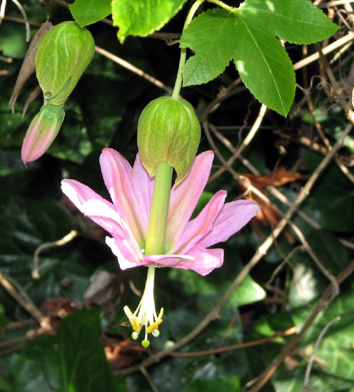 Die Passionsblume Passiflora tarminiana hat eine lange Blüte und ist auf die Bestäubung durch den Schwertschnabelkolibri (Ensifera ensifera) angewiesen.