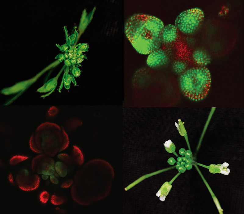Blütenbildung: Zwei Proteine, deren Form nahezu identisch ist, konkurrieren um den Zugang zu einem Transkriptionsfaktor. "Gewinnt" FT, bilden sich Blüten wie unten abgebildet.
