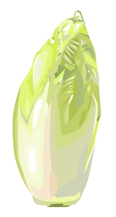 Chicorée – Cichorium intybus