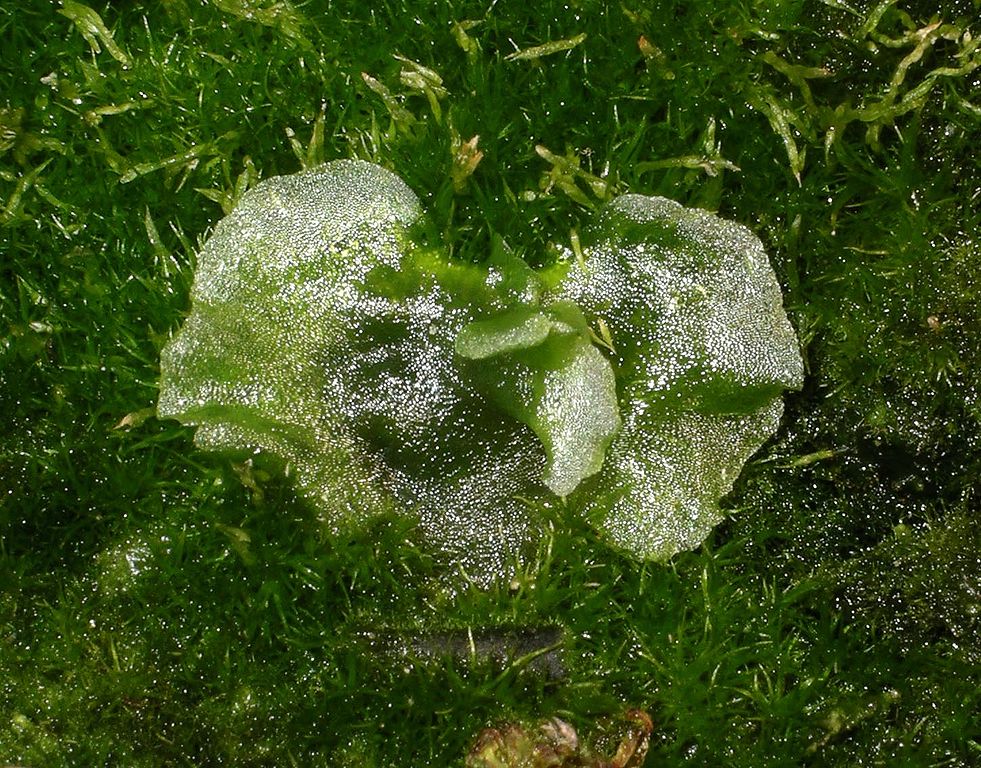 Bei ursprünglichen Landpflanzen wie den Farnen, ist der Gametophyt schon zu einem wenige Millimeter großen Zellhaufen verkleinert. Dieses sogenannte Prothallium wird wegen seines flechtenartigen Aussehends oft mit den Lebermoosen verwechselt.