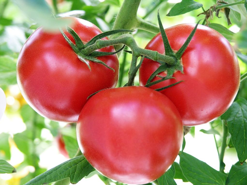 Zum Anbeißen: roten Tomaten. (Quelle: © Goldlocki / Wikimedia.org; CC BY-SA 3.0)