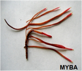 Wurzelhaarkulturen (Hairy roots) mit Anthocyanen.
