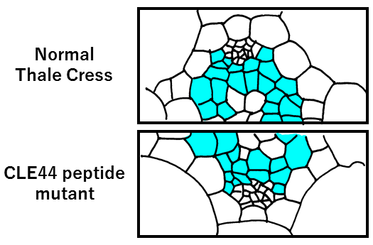 Prokambiale Zellen, die durch CLE44 reguliert werden, sind hellblau dargestellt. In der CLE44-Peptidmutante (unten) ist die Anzahl der Zellen verringert.