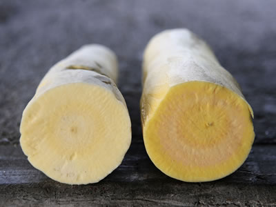 Cassava ist vor allem in Westafrika ein Grundnahrungsmittel. Um Vitaminmangelerscheinungen zu bekämpfen, werden Cassava-Sorten gezüchtet, in deren Wurzeln Provitamin A gebildet wird (rechts).
