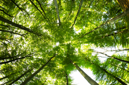 Forscher vermuten, dass es eine natürliche Ober- und Untergrenze gibt, welche die Blattgröße von sehr hohen Bäumen bestimmt. (Quelle: © iStockphoto.com/ satori13)