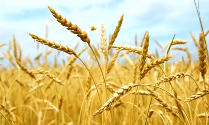 Die Wissenschaft sucht nach Möglichkeiten wichtige Nutzpflanzen anpassungsfähiger zu machen; beispielsweise trockentolerante Weizensorten.