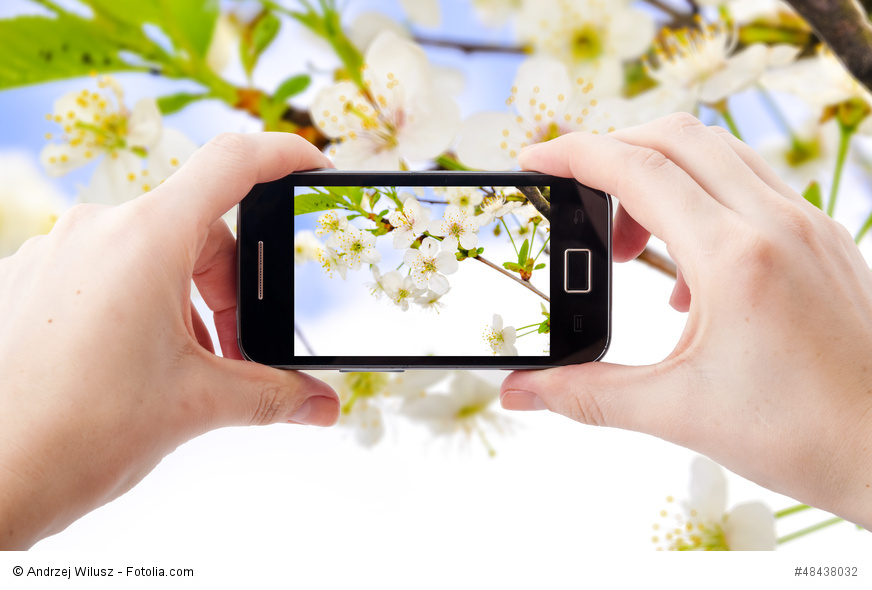 Ein Apfelbaum? Mit den neuen Natur-Apps kann man auch das Smartphone fragen. (Quelle: © Andrzej Wilusz / Fotolia.com)