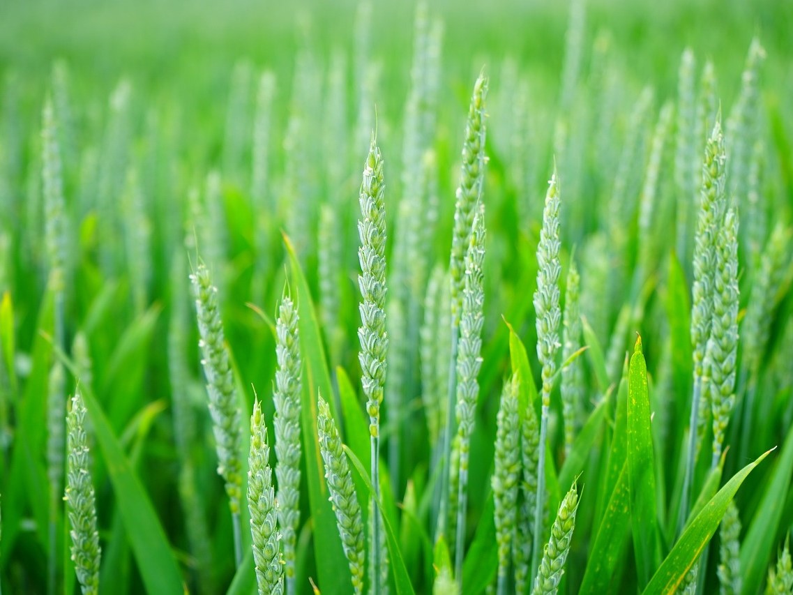 Im Projekt INPUT wurde ein Verfahren optimiert, um doppelhaploiden Weizen mittels Gewebekultur zu züchten. (Bildquelle: © Hans / Pixabay; Pixabay Content License)