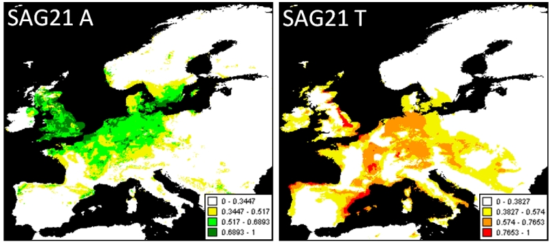 Südeuropäische Varianten des Wasserstress-Gens SAG21 waren in Finnland mit geringer Fitness assoziiert (Quelle: © Brown University).