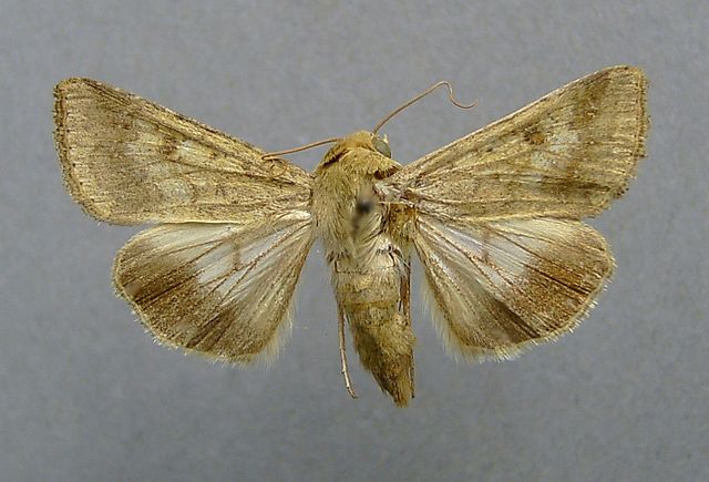 Die Baumwoll-Kapseleule (Helicoverpa armigera) ist ein Schmetterling, der in tropischen und subtropischen Regionen heimisch ist. In China ist er ein bedeutender Schädling von Baumwollpflanzen.