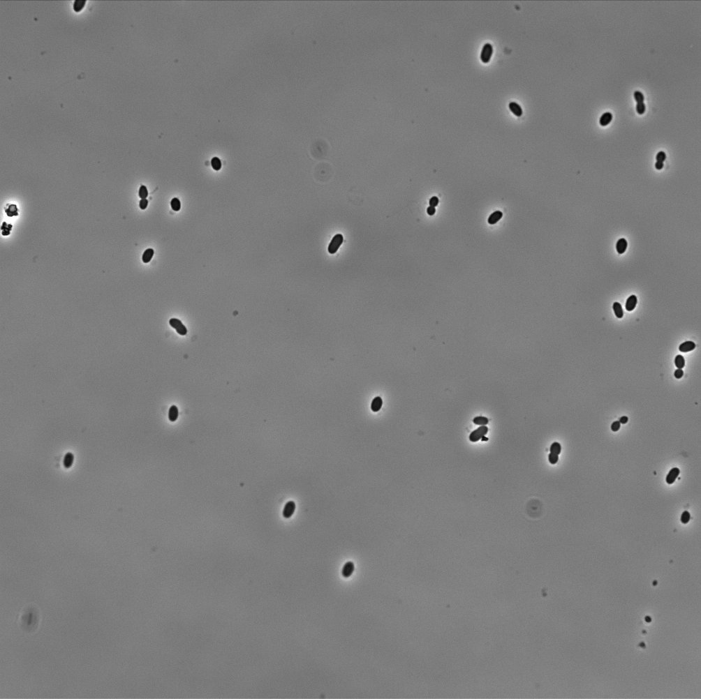 Mikroskopische Aufnahme des Bakteriums Zymomonas mobilis. (Bildquelle: © Breah LaSarre, Indiana University)