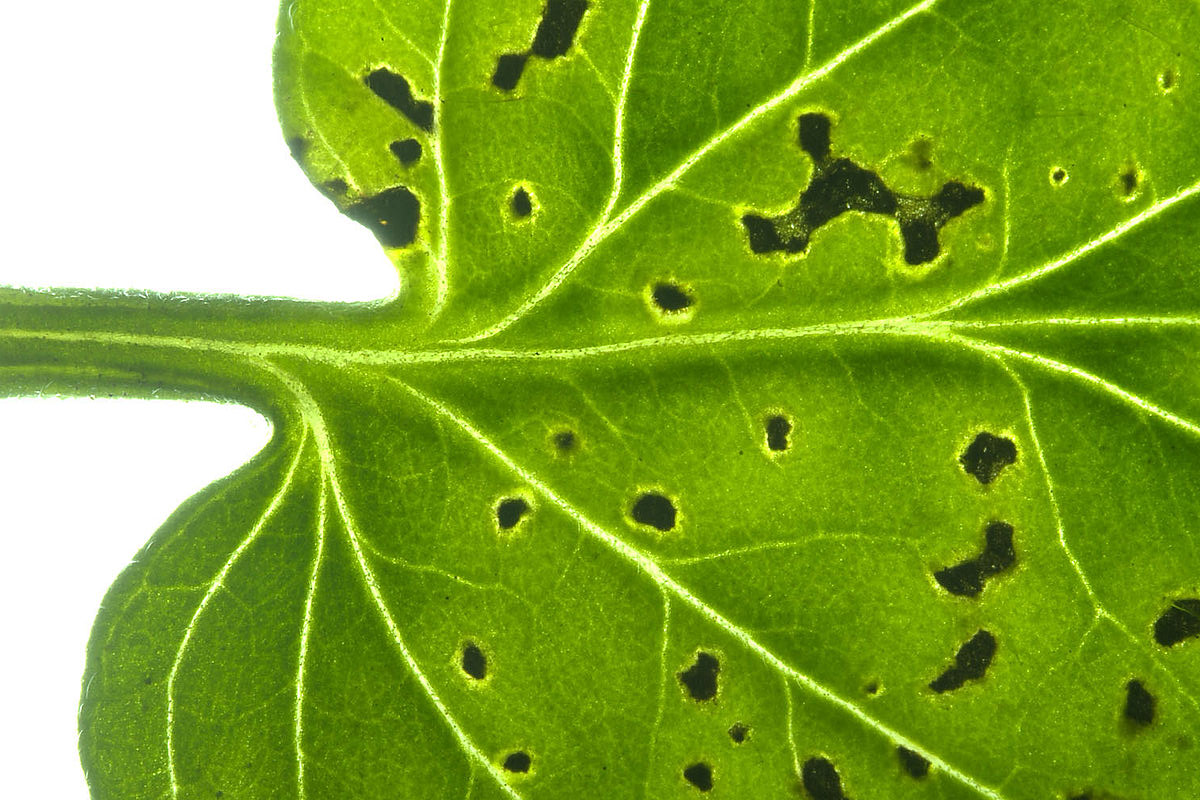 Auf einen Befall durch Pseudomonas syringae Bakterien  reagieren Pflanzen in uninfizierten Teilen mit einer Erhöhung der Resistenz. (Bildquelle: © Alan Collmer/ Cornell University/ wikimedia.org/ CC0)