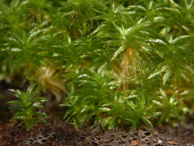 Das Kleine Blasenmützenmoos (Physcomitrella patens). Es eignet sich als Modellorganismus, um die evolutionären Entwicklung der Landpflanzen zu untersuchen. 