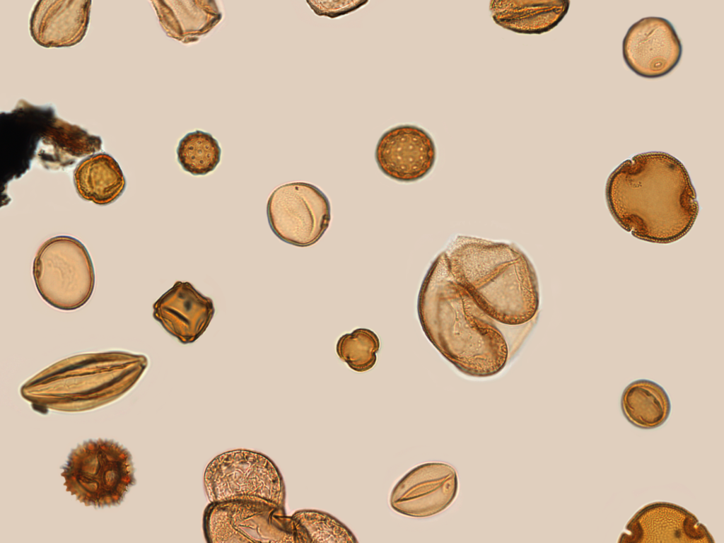 Etwa 400.000 Jahre alte Pollenkörner aus Tenaghi Philippon unter dem Mikroskop. Aufgrund ihrer guten Erhaltungsfähigkeit bleiben sie auch in Bohrkernen überliefert und ermöglichen es so, Vegetations- und Klimaveränderungen in der erdgeschichtlichen Vergangenheit zu rekonstruieren.
