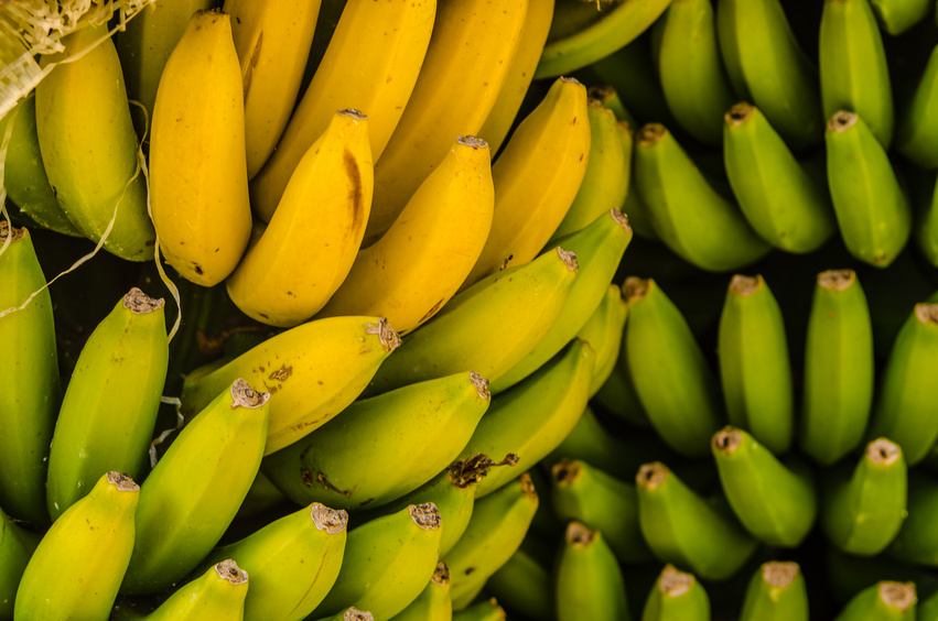 Die Banane kann nach Beginn der Reifung Ethylen-Inhibitoren umgehen. Die Früchte können daher nachreifen. 