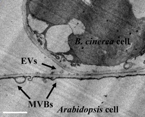 Die Transmissionselektronenmikroskopie zeigt die Freisetzung extrazellulärer Vesikel durch Arabidopsis thaliana nahe der Infektion mit Botrytis cinerea.