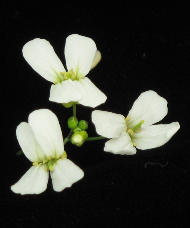 Blüten von Arabidopsis lyrata (Quelle: © Ya-Long Guo/MPI für Entwicklungsbiologie)