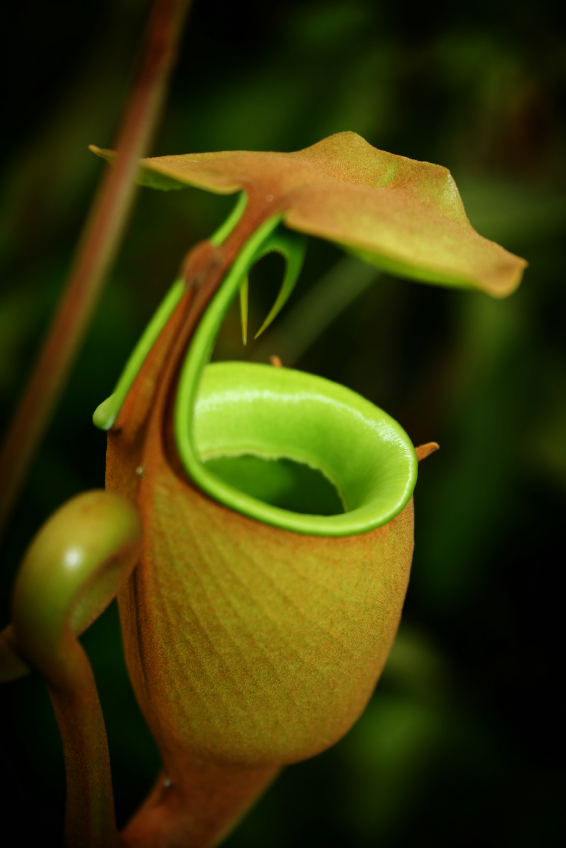 Die fleischfressende Pflanze Nepenthes bicalcarata bildet Kannen aus, in denen sie Insekten fängt.