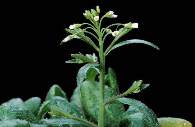 Die Ackerschmalwand (Arabidopsis thaliana) diente den Forschern als Versuchsobjekt. (Quelle: © GABI Geschäftsstelle)