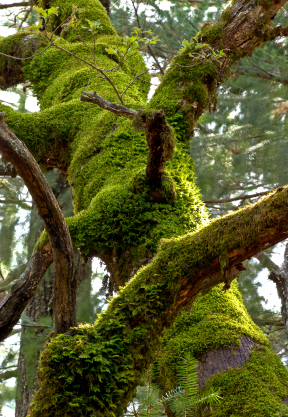 Cyanobakterien im Moos versorgen alte Bäume mit Stickstoff (Quelle: © iStockphoto.com/William Walsh)