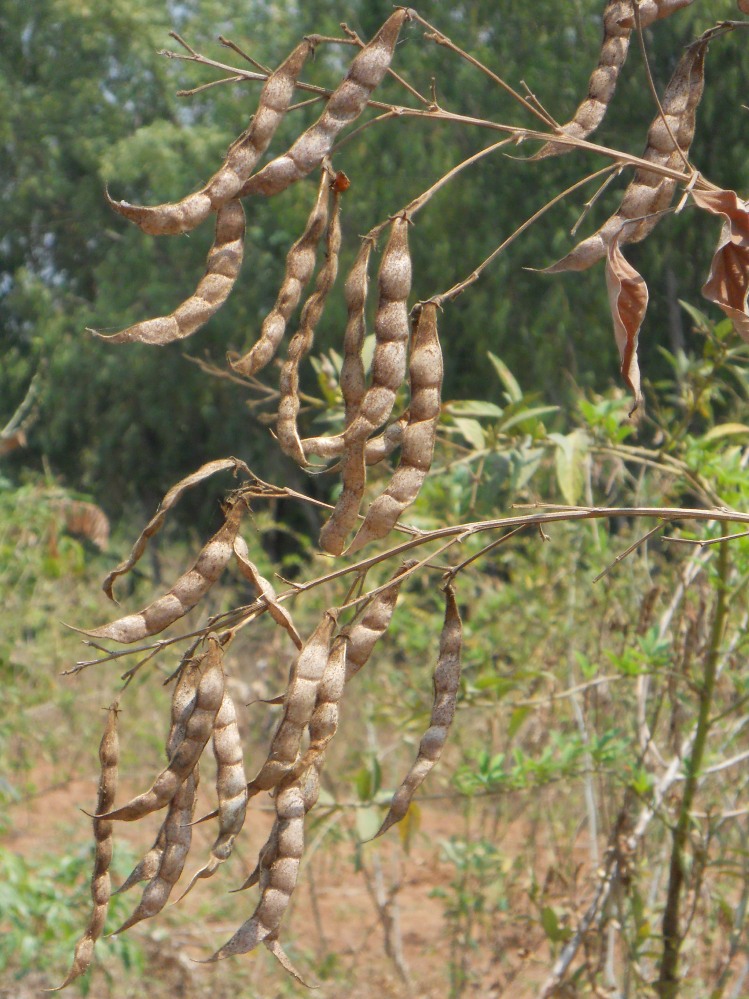 Leguminosen auf einem Feld in Malawi (Quelle: © Alexander Stein)