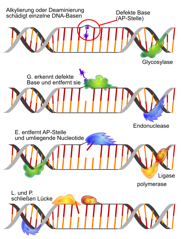 Ablaufschema der sogenannten Basen-Exzisions-Reparatur, bei der die Ligase aus dem Titelbild zum Einsatz kommt. Hierbei handelt es sich um einen weiteren DNA-Reparaturmechanismus.