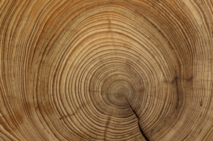 Typisch für Bäume sind die Jahresringe, die aufgrund des radialen Dickenwachstums entstehen. Auch die hier besprochenen fossilen Pflanzenreste zeigen Zellen, die in Ringen nach außen gewachsen sind.