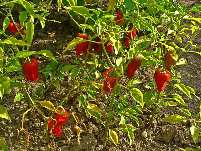 Die Paprikapflanze Capsicum annuum diente den Forschern als Versuchspflanze. Sie stammt ursprünglich aus Mittel- und Südamerika. 