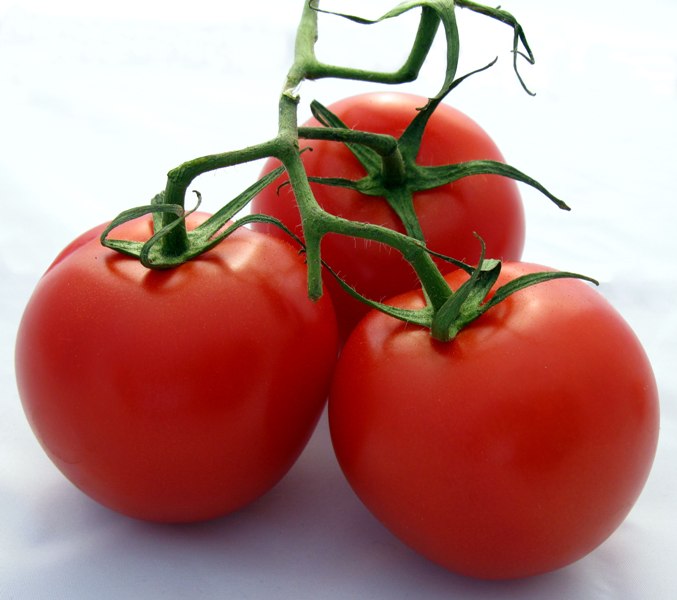 Erst durch die Kultivierung des Menschen wurden die Früchte der Tomate groß und rot.