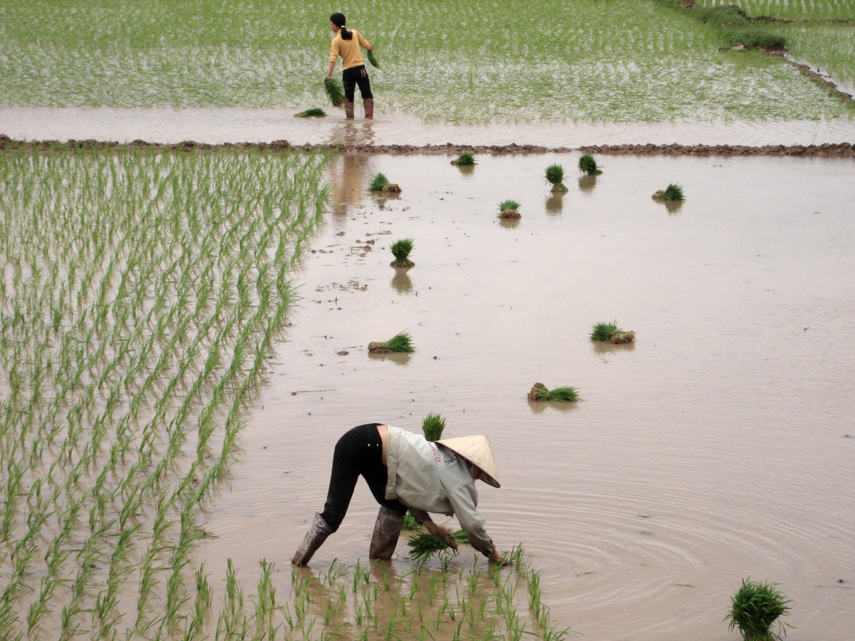 Der Beginn des Reisanbaus hat vermutlich die ersten größeren, vom Menschen verursachten Methanfreisetzungen verursacht. (Quelle: © Carsten Raum / www.pixelio.de)