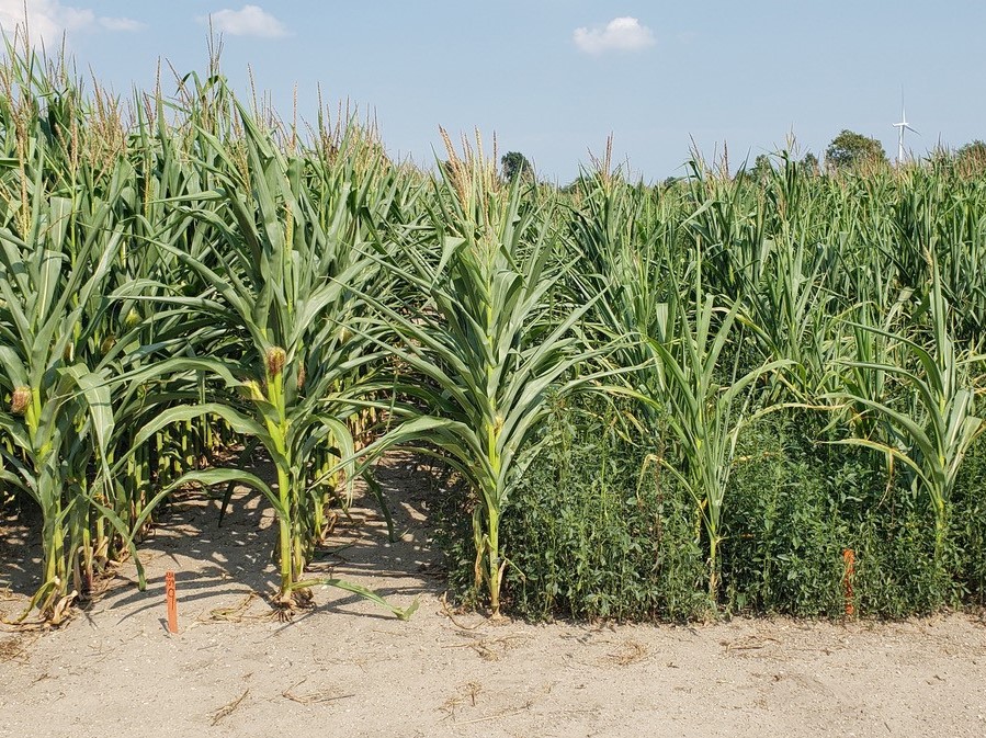 Wasserhanf konkurriert mit den Kulturpflanzen um Licht, Wasser und Nährstoffe. Daher bleiben die Maispflanzen (rechts) im Wachstum zurück. Ohne das Unkraut entwickeln sich die Maispflanzen schneller (links). (Bildquelle: © Julia Kreiner / University of Br