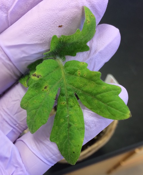 Anzeichen von Tüpfelschwärze auf einem Tomatenblatt nach dem Befall mit Pseudomonas syringae - ihm fehlte ein schützendes Mikrobiom.