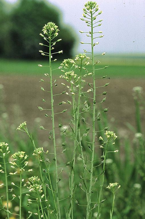 Leindotter (Camelina sativa) produziert bereits eine Vorstufe der Omega-3-Fettsäuren EPA und DHA in seinem Samen und eignet sich daher besonders gut als Produktionsstätte.