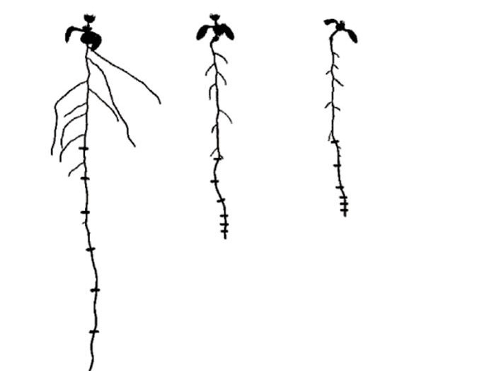 Drei Arabidopsis-Pflanzen: Die Pflanze links wurde nur mit Nitrat gedüngt und hat eine normal entwickelte Wurzel. Die in der Mitte und rechts mussten mit unterschiedlichen hohen Ammonium-Konzentrationen zurechtkommen und zeigen eine verkürzte Wurzel mit wenigen kurzen Seitenwurzeln.
