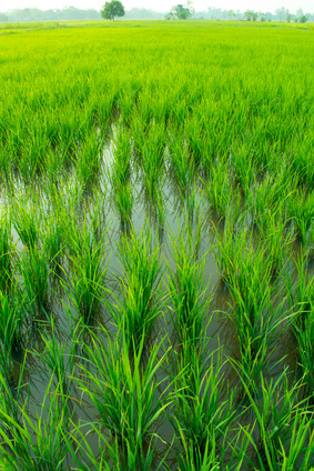 Ist der Ursprung der Kulturpflanze Reis nun geklärt? (Quelle: © chaowalit407 / Fotolia.com)
