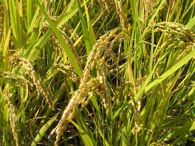 Eine neu entwickelte Reisvariante kann das Klima schützen. Sie produziert vor allem bei warmem Wetter wesentlich weniger Methan als herkömmlicher Reis.