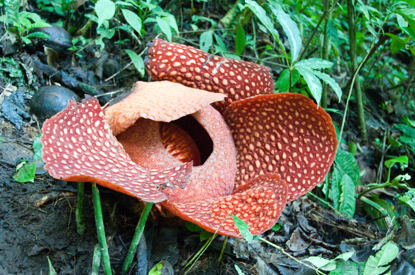 Rafflesien blühen nur vier bis sieben Tage lang und müssen in dieser Zeit ihr Überleben sichern. Ihre Taktik: Sie imitieren den Geruch von verfaulendem Fleisch, um Bestäuber anzulocken. 
